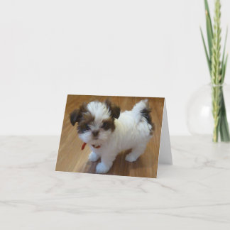 Shih Tzu Puppy Notecards