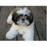 Shih-tzu Puppy Photo Sculpture Decoration<br><div class="desc">This cute little shih-tzu puppy ornament is a must have for every dog lover!</div>