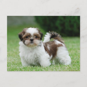 Shih tzu puppy postcard