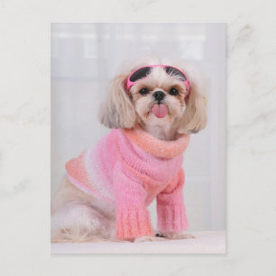 Shih Tzu Puppy - The Razz Postcard