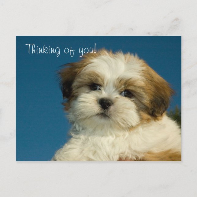 Shih Tzu Puppy "Thinking of you" PostCard (Front)