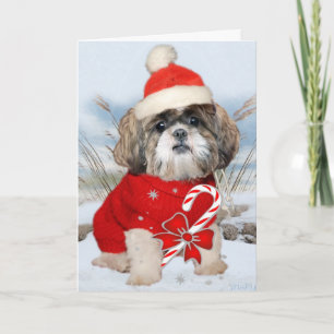 Shih Tzu Santa Paws Cards