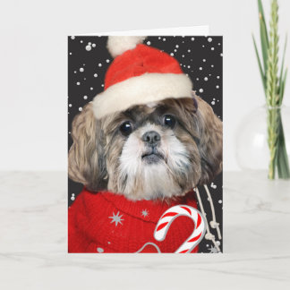 Shih Tzu Santa Portrait Holiday Card