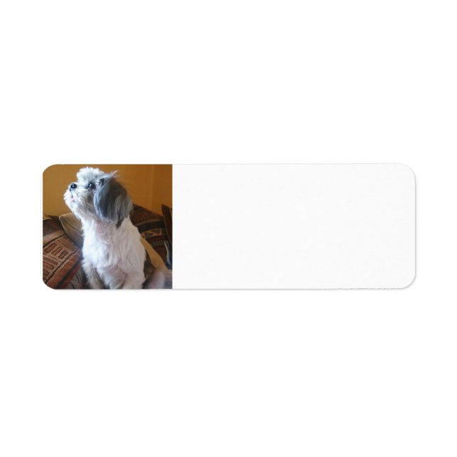 Shih_Tzu sitting.png Return Address Label (Front)