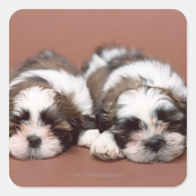 Shih Tzu Square Sticker (Front)