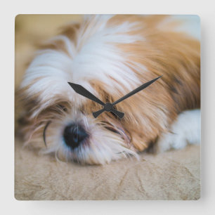 Shih Tzu Square Wall Clock
