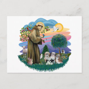 Shih Tzus (four) Postcard