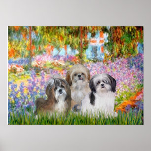 Shih Tzus (three) -  Garden Poster