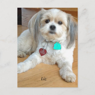 Shih TzuX  named Liz Postcard
