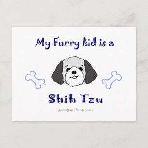 ShihTzuGreyWhite Postcard