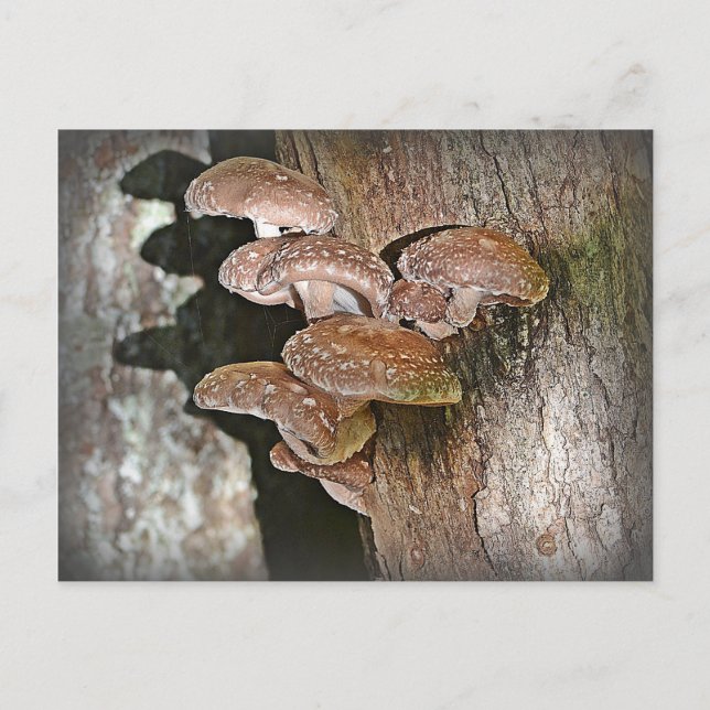 Shiitake Mushroom Postcard (Front)