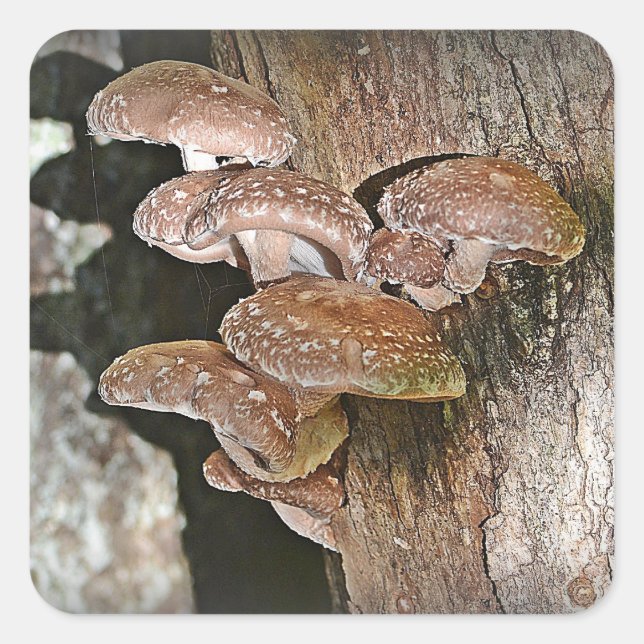 Shiitake Mushroom Sticker (Front)