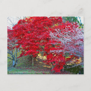 Shiki-Zakura Four-seasons Cherry Blossoms Postcard