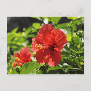 Shikinejima Island, Tokyo Prefecture,Japan Postcard
