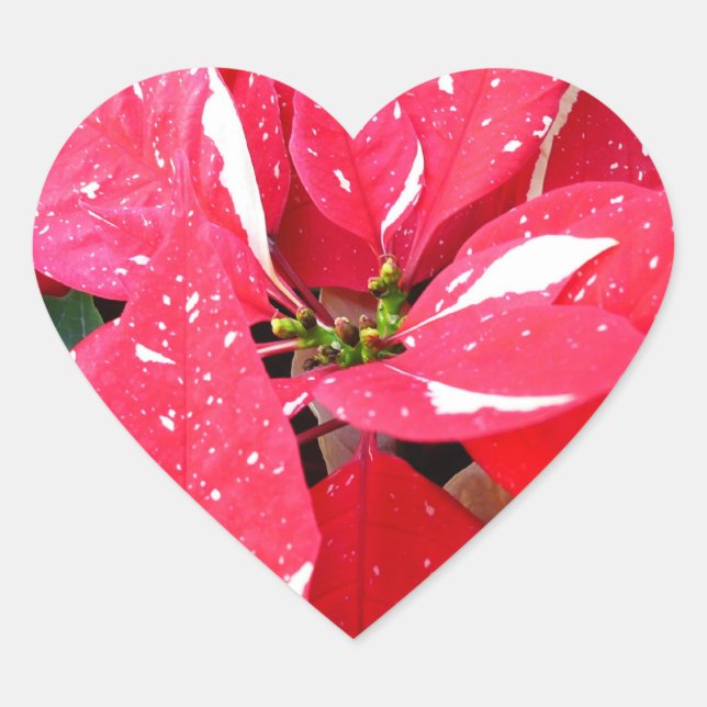 Shimmer Star Surprise Poinsettia Holiday Floral Heart Sticker (Front)