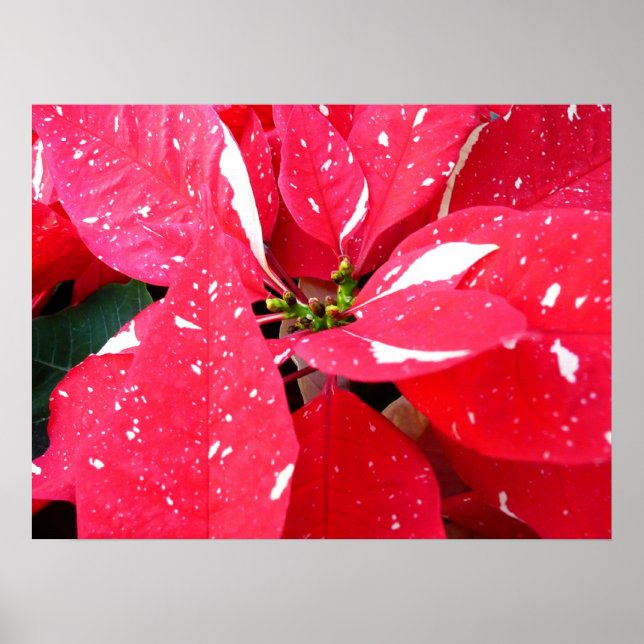 Shimmer Star Surprise Poinsettia Holiday Floral Poster (Front)