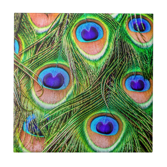 Shimmering Peacock Feathers Ceramic Tile (Front)