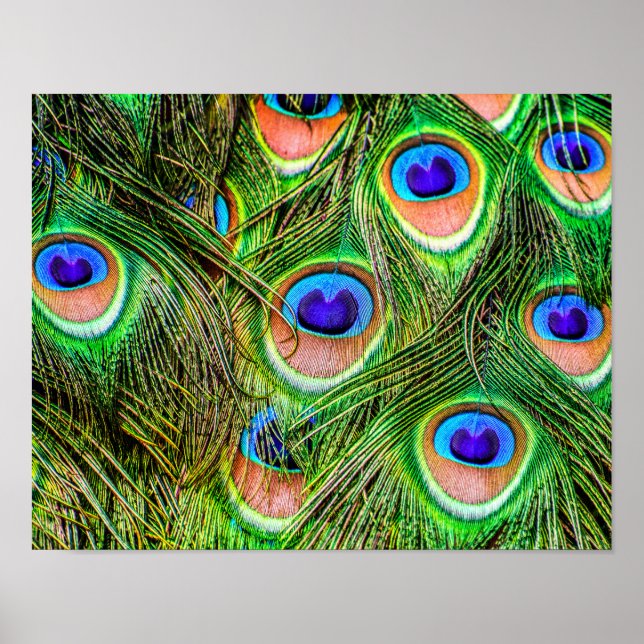Shimmering Peacock Feathers Poster (Front)