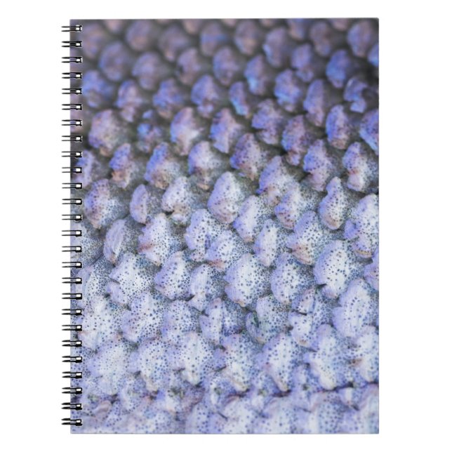 Shimmering Salmon Notebook (Front)