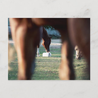 Shine on Lady Lynx Postcard