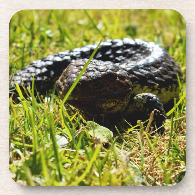Shingleback Lizard On Grass, Coasters (Front)