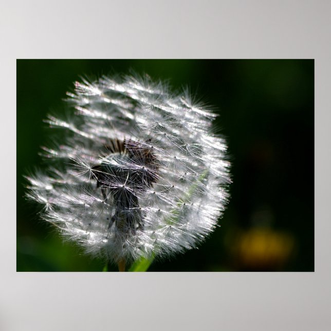 Shining Dandelion - Poster (Front)