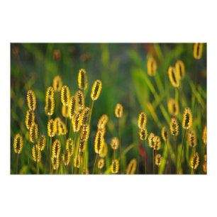 Shining Grass - Photo Print