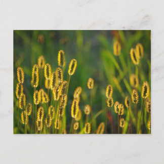 Shining Grass - Postcard