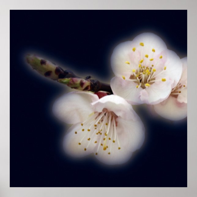 shining in moonlight poster (Front)