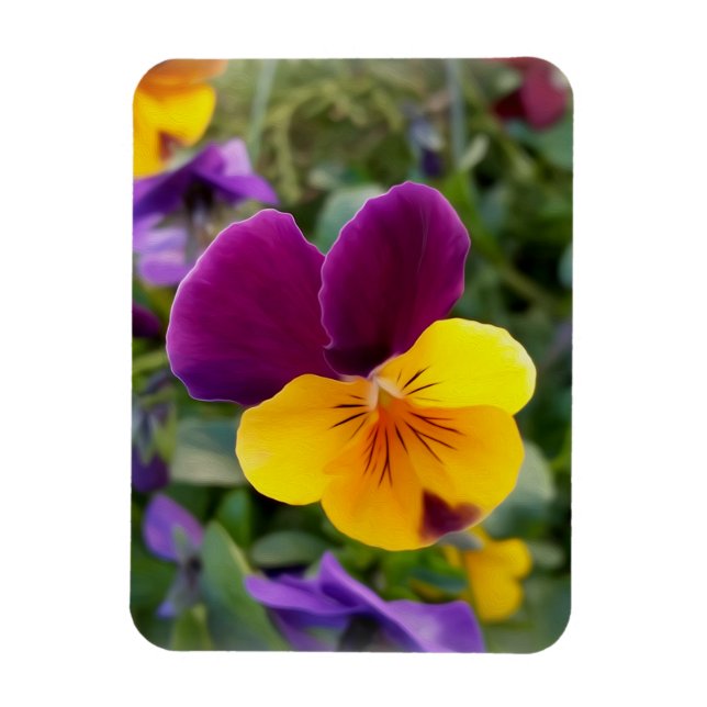 Shining pansies magnet (Vertical)
