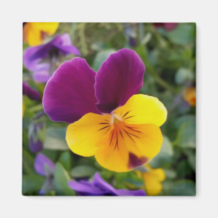 Shining pansies magnet