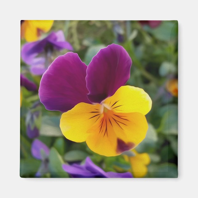 Shining pansies magnet (Front)