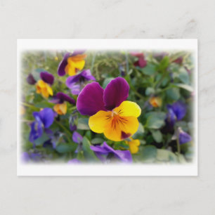 Shining pansies postcard