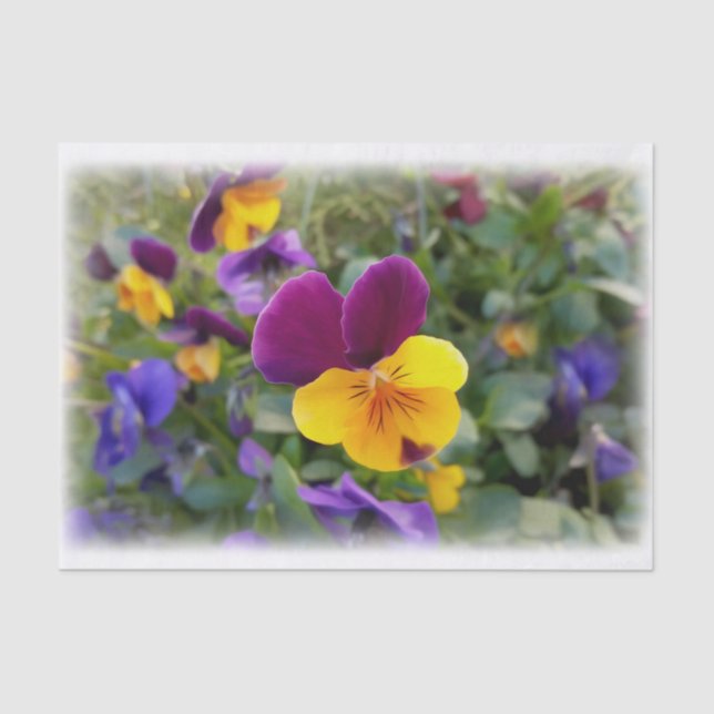 Shining pansies tissue paper (Front)