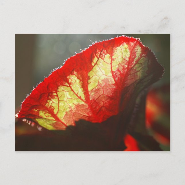 Shining red leaf postcard (Front)