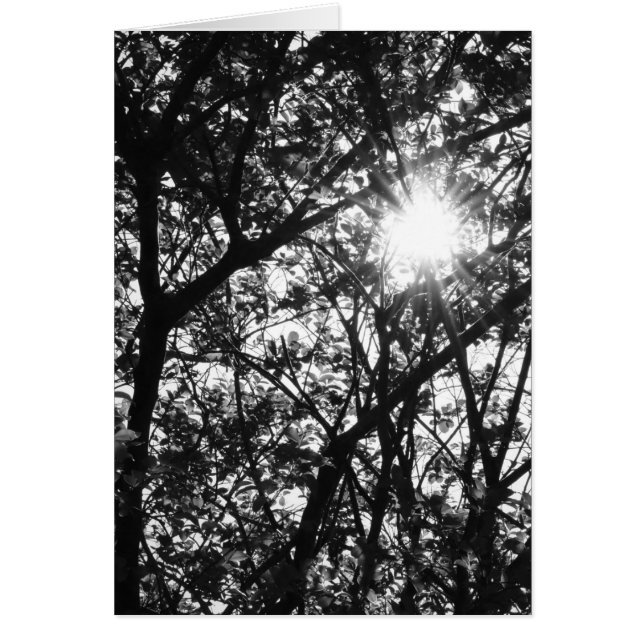 Shining Through (Front)