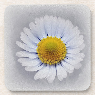 shining white daisy coaster