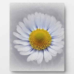 shining white daisy plaque
