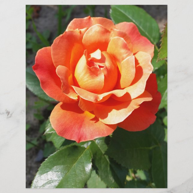 shining yellow rose (Front)