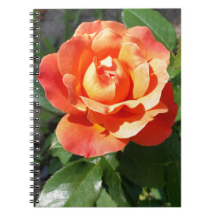 shining yellow rose notebook