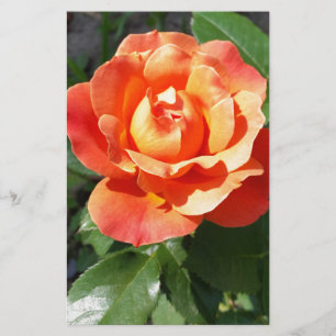 shining yellow rose stationery