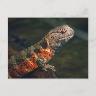 Shinisaurus crocodilurus postcard