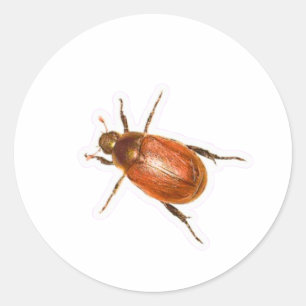 ​Shiny Golden Brown Chafer Beetle Macro Photograph Classic Round Sticker