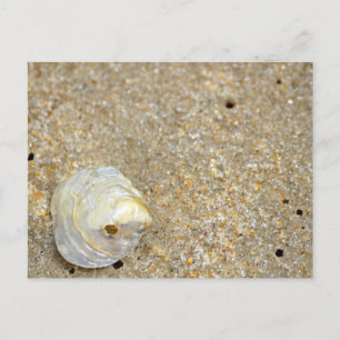 Shiny opal shell on sandy beach close up postcard