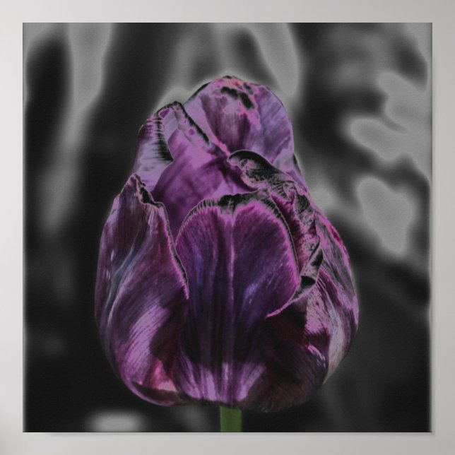 Shiny Purple Tulip Abstract Flower Art  Poster (Front)