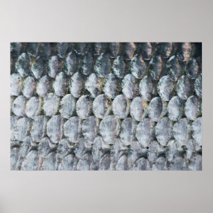 Shiny Salmon Scales Poster