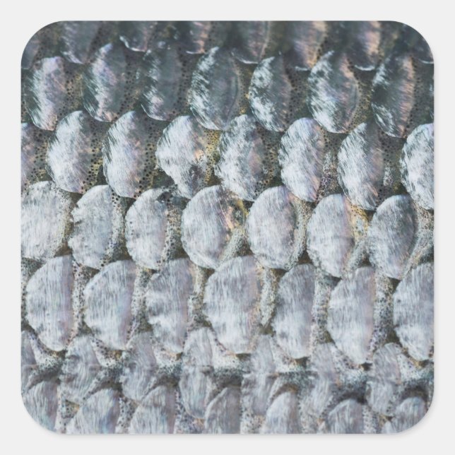 Shiny Salmon Scales Square Sticker (Front)