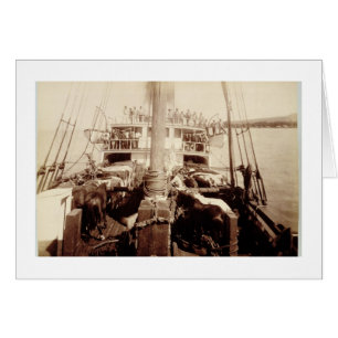 Shipping Cattle on the 'W.G. Hall', Hawaii, 1890s