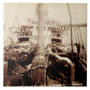 Shipping Cattle on the 'W.G. Hall', Hawaii, 1890s Ceramic Tile