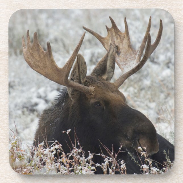 Shiras Bull Moose Coaster (Front)